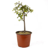 Bald Cypress - D267