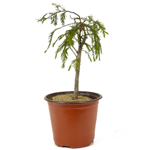 Bald Cypress - D268
