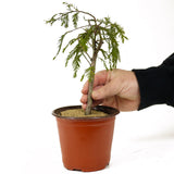 Bald Cypress - D268