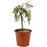 Bald Cypress - D268