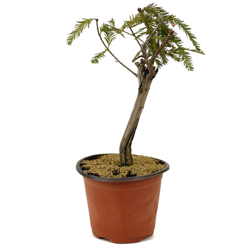 Bald Cypress - D269