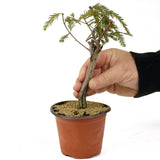Bald Cypress - D269
