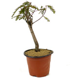 Bald Cypress - D269