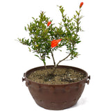 Dwarf Pomegranate Twin Trunk D27