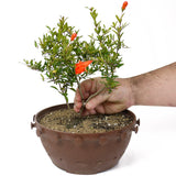 Dwarf Pomegranate Twin Trunk D27