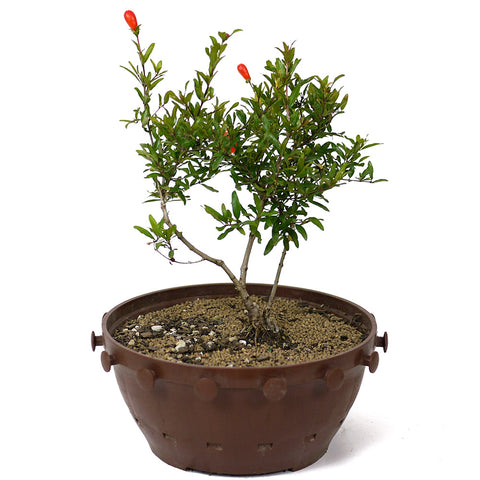 bonsai pomegranate tree for sale Dwarf Pomegranate Twin Trunk D27 – Stone Lantern