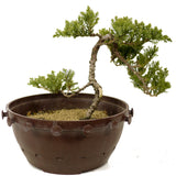 Dwarf Japanese Garden Juniper - D270