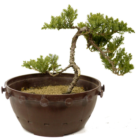Dwarf Japanese Garden Juniper - D270