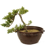 Dwarf Japanese Garden Juniper - D270