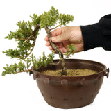 Dwarf Japanese Garden Juniper - D270