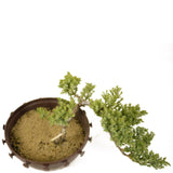 Dwarf Japanese Garden Juniper - D270