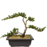 Dwarf Japanese Garden Juniper - D271