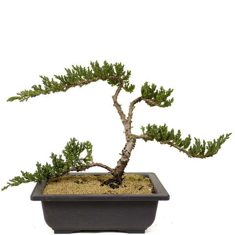 Dwarf Japanese Garden Juniper - D271