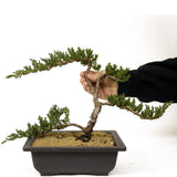 Dwarf Japanese Garden Juniper - D271