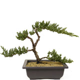 Dwarf Japanese Garden Juniper - D271