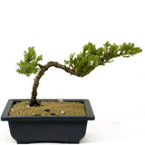 Dwarf Japanese Garden Juniper - D274