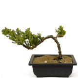Dwarf Japanese Garden Juniper - D274