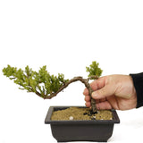 Dwarf Japanese Garden Juniper - D274