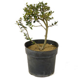 Olive Pre-Bonsai - D276