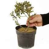 Olive Pre-Bonsai - D276