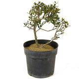 Olive Pre-Bonsai - D276