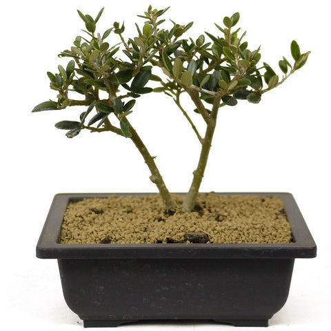 Olive, Twin Trunk - D277