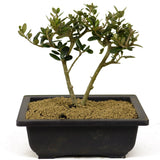 Olive, Twin Trunk - D277