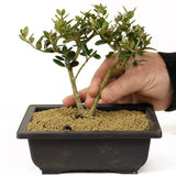 Olive, Twin Trunk - D277