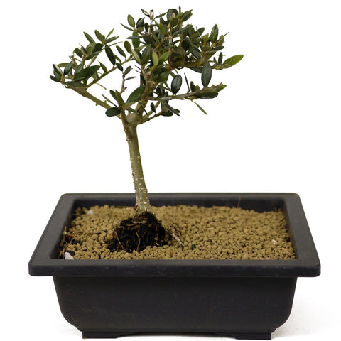 Olive - D278