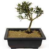 Olive - D278
