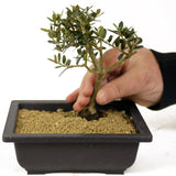 Olive - D278