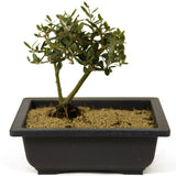 Olive - D279