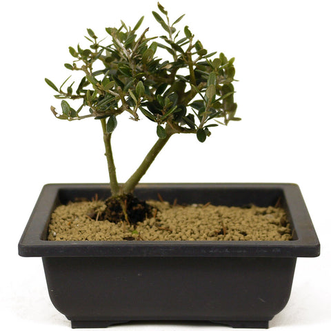 Olive - D279