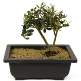 Olive - D279