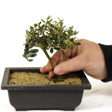 Olive - D279