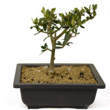 Olive - D280