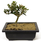 Olive - D281
