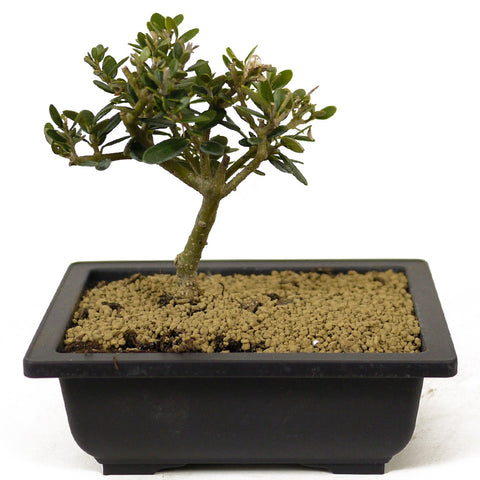 Olive - D281