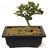 Olive - D281