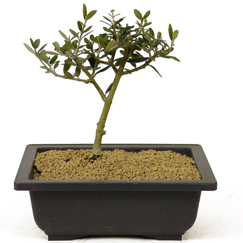Olive - D282