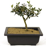 Olive - D282