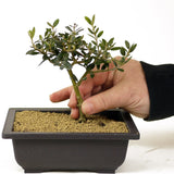 Olive - D282