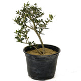 Olive Pre-Bonsai - D285