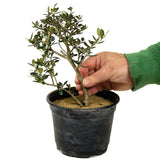 Olive Pre-Bonsai - D285