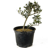 Olive Pre-Bonsai - D285