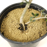 Olive Pre-Bonsai - D285