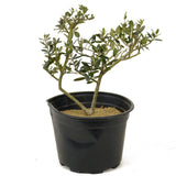Olive Pre-Bonsai - D286