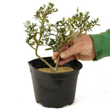 Olive Pre-Bonsai - D286