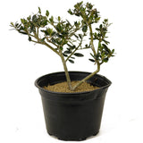 Olive Pre-Bonsai - D286