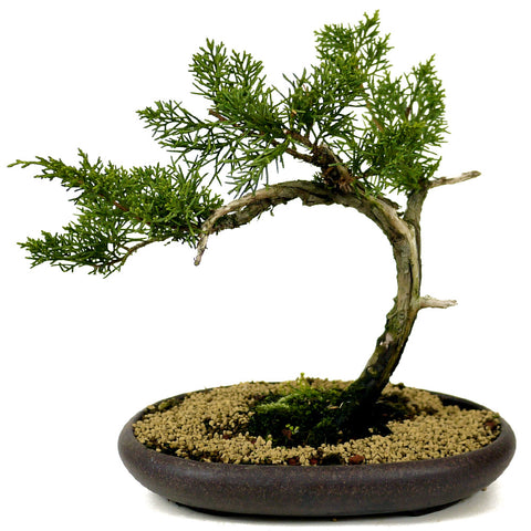 Shimpaku Juniper - D289